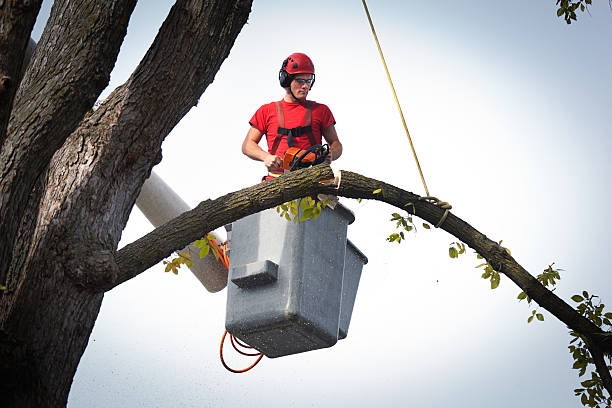 Why Choose Our Tree Removal Services in Girard, OH?